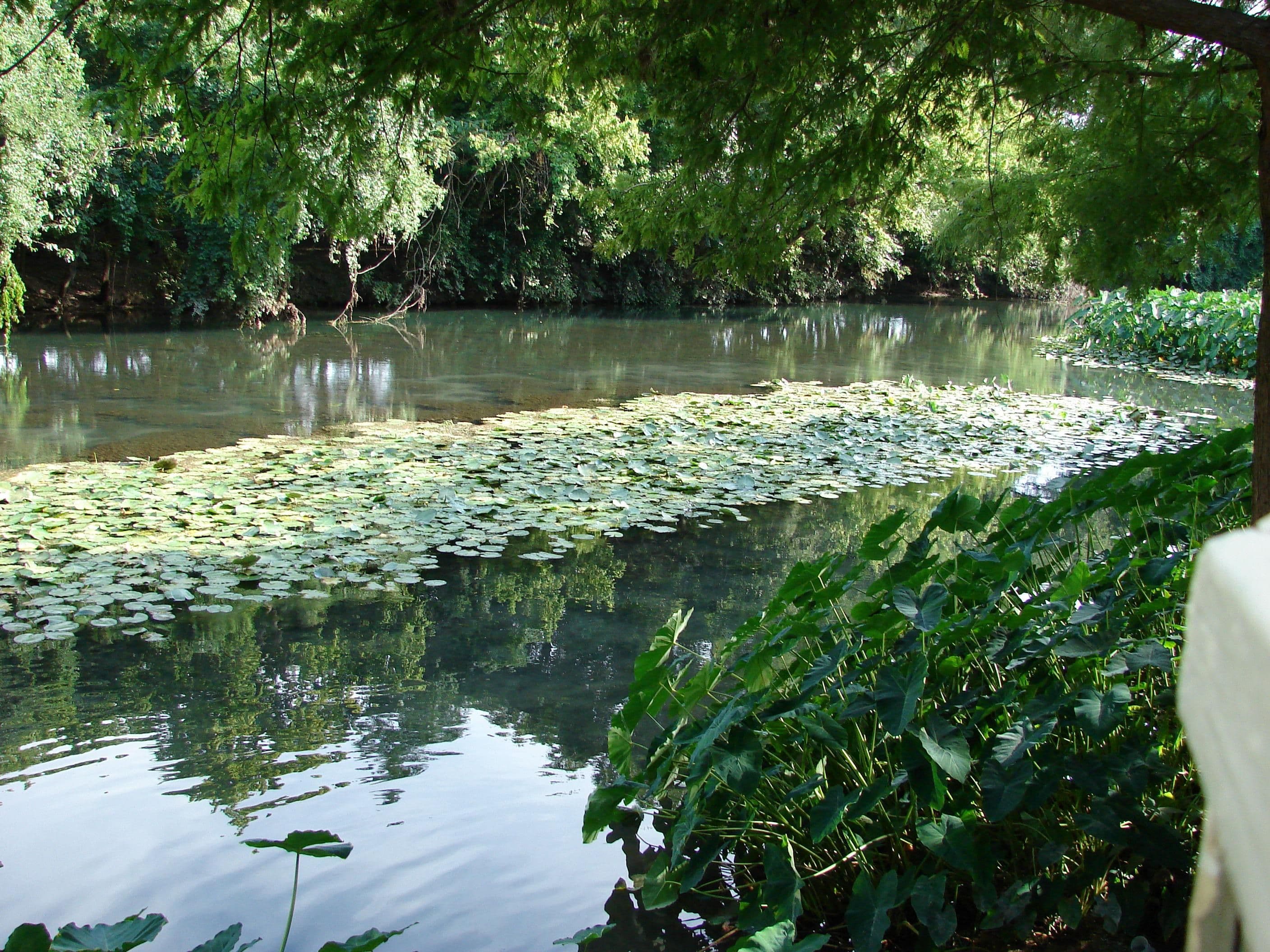 A calm, clear river covered across much of its width by floating lily pads. Cypress branches overhang from above, trees and vines line the far bank, and large elephant-ear leaves crowd the near bank at the right.