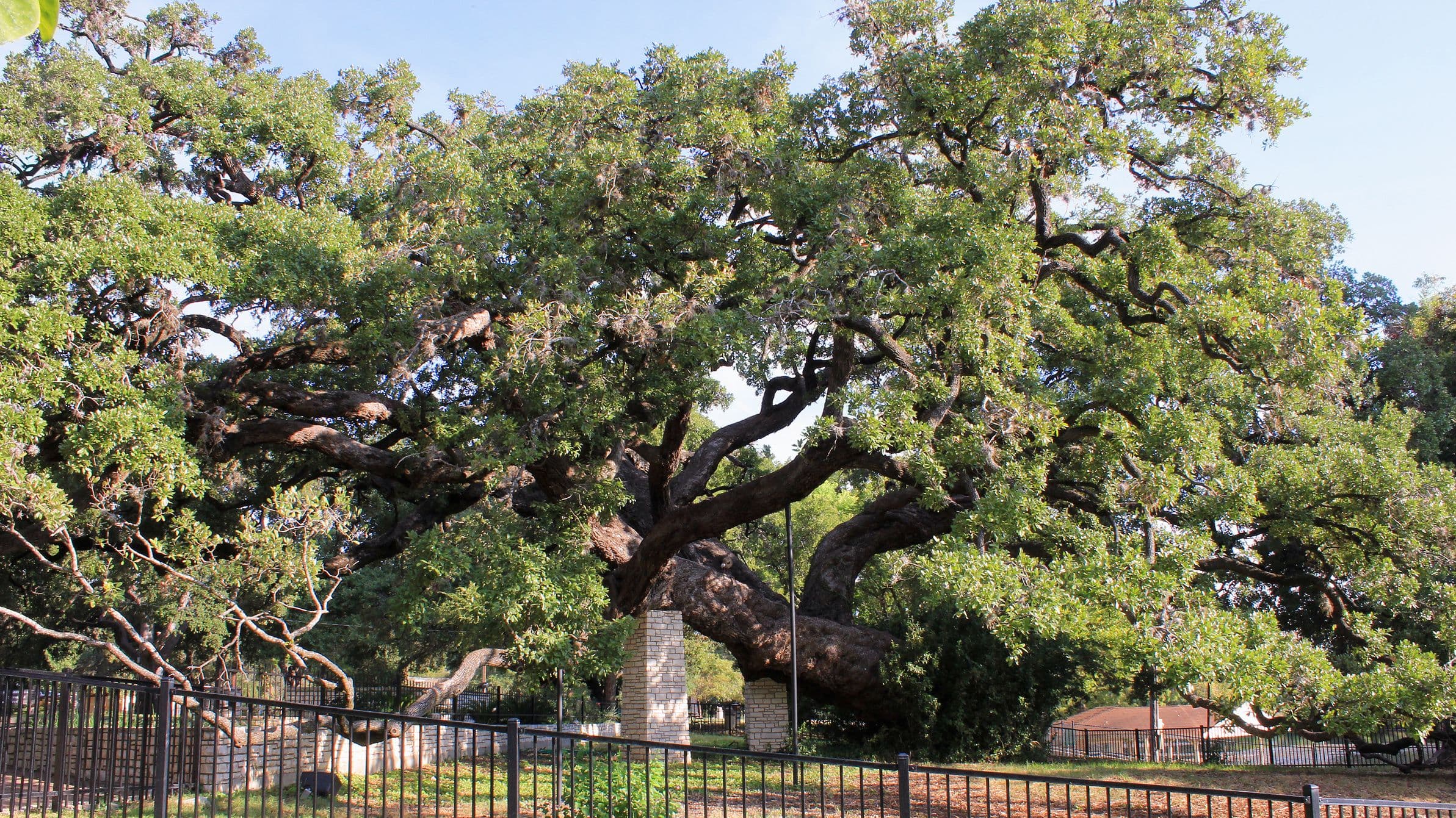 A very large live oak with a broad spreading crown, seen from behind a black metal picket fence. Two of its lowest limbs rest on pale stone piers and a thin steel prop supports another; mown grass lies beneath.