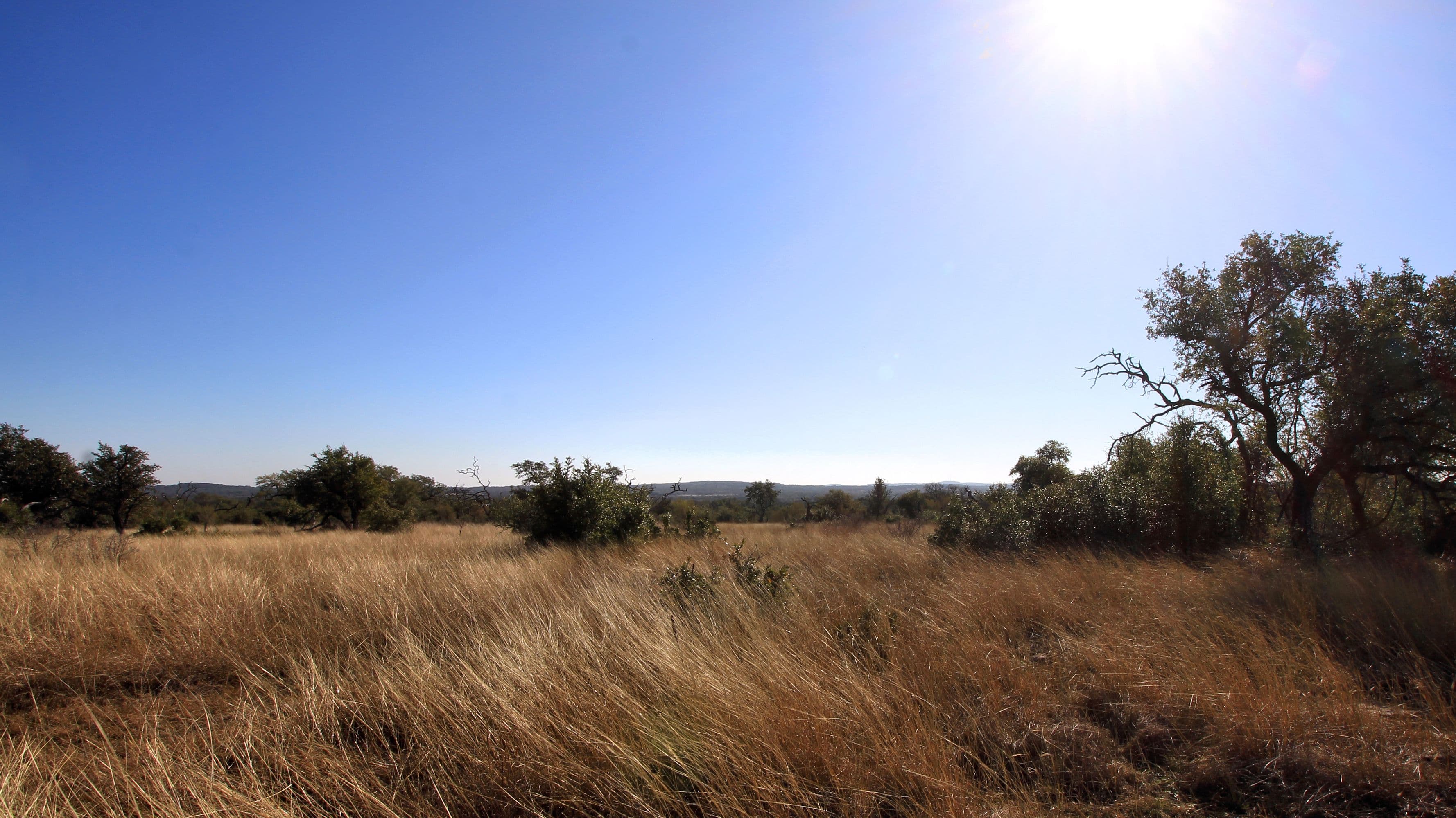 A field of tall golden grass with low green shrubs and scattered small trees. Live oaks stand at the right edge, one with a bare dead branch. Low wooded hills run along the horizon under a cloudless blue sky, with the sun flaring at the top right.